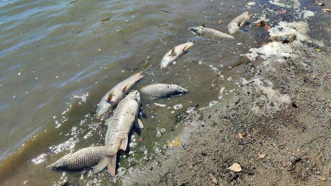 O kentte korkunç manzara: Maske ve eldivenle kamyonete yüklediler! Mahalleli endişeli: Daha önce böyle bir şey yaşamadık 19